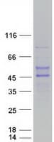 Human RNF39 Protein (Recombinant Myc-DDK (Flag))