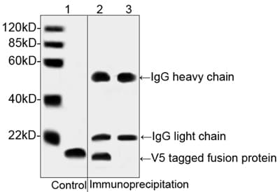 V5 Tag Antibody (clone 4C12E11)