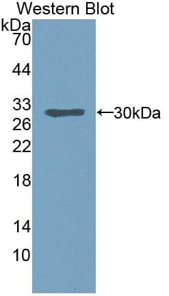BCL10 / BCL-10 Antibody (aa1-233, PE)