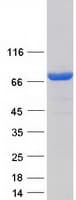 Human VPS9D1 / C16orf7 Protein (Recombinant Myc-DDK (Flag))