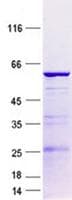 Human FBXO16 Protein (Recombinant GST, N-terminus + His, C-terminus)