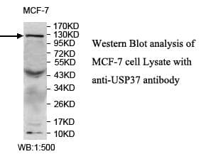 USP37 Antibody (aa2-217)