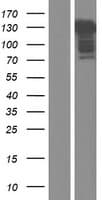 FHOS / FHOD1 Protein (Over-Expression Lysate Myc-DDK (Flag))