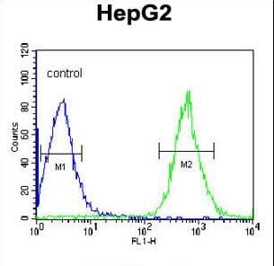 IHC-plus™ Polyclonal Rabbit anti-Human PFTK1 / CDK14 Antibody (aa67-96, IHC, WB)