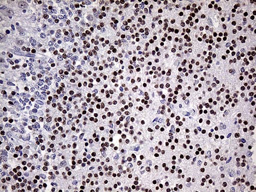 OTX2 Antibody (clone OTI1A1)