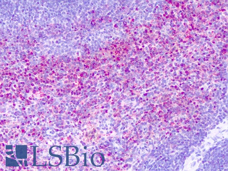 IHC-plus™ GPR137 Antibody (Cytoplasmic Domain)