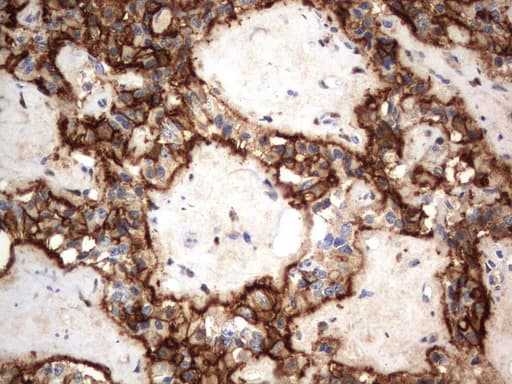 CD44 Antibody (clone UMAB134)