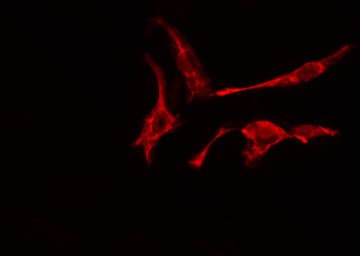 RAB2A / RAB2 Antibody