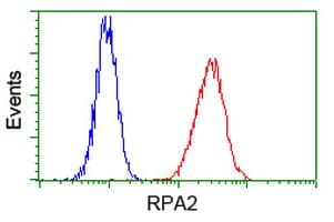 RPA2 / RFA2 / RPA34 Antibody (clone OTI9A1)