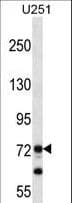 EDR / PEG10 Antibody (aa1-30)