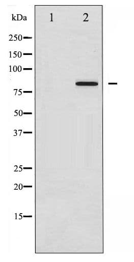 Polyclonal Rabbit anti-Human ATXN1 / SCA1 Antibody (phospho-Ser775, IF, WB)