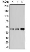 CYP2A6 Antibody (N-Terminus)