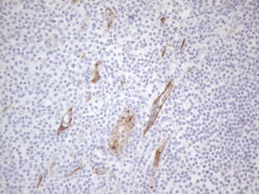 CD34 Antibody (aa312-385, clone OTI10C8)