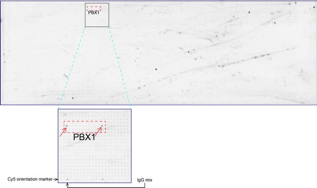 PBX1 Antibody (clone UMAB110, Carrier-free)