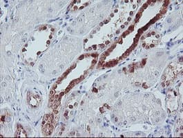 IRF6 Antibody (clone OTI2C10, Carrier-free)