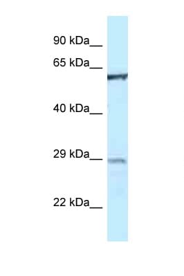 PTPN6 / SHP1 Antibody (aa245-294)