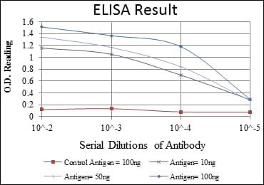REL / C-Rel Antibody (clone 1E7)