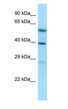 ALLC Antibody (aa107-156)