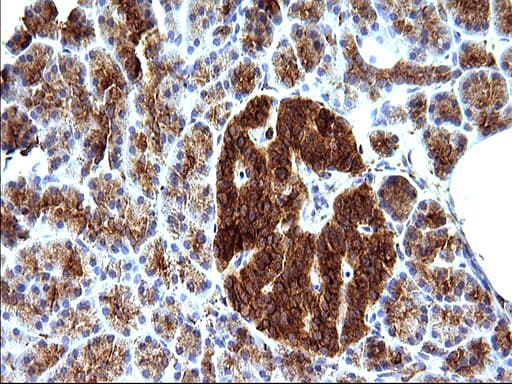 Monoclonal Mouse anti-Human SCAMP2 Antibody (clone OTI1H10, IHC, WB)