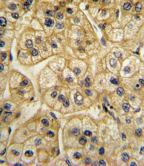 AP2A2 Antibody (aa610-637)