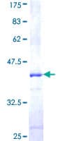 Human CUL2 / Cullin 2 Protein (Recombinant GST, N-terminus)