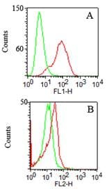 Monoclonal Mouse anti-Human TLR2 Antibody (clone 67N8F8, aa227-398, IHC, WB)