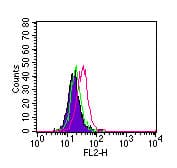 RORC / ROR Gamma Antibody (aa1-50, clone 4G419)