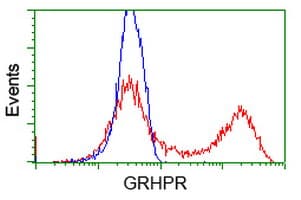 GRHPR / Glyoxylate Reductase Antibody (clone OTI10A3)