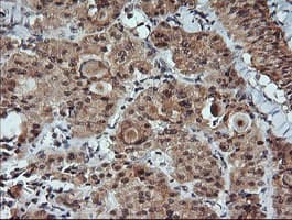 KLK8 / Kallikrein 8 Antibody (clone OTI5B4, Carrier-free)