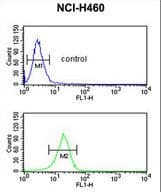 FKBP10 / FKBP65 Antibody (aa57-87)