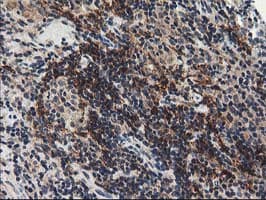 NAPE-PLD Antibody (clone OTI5F7)