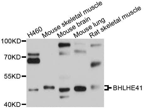 Polyclonal Rabbit anti-Human BHLHE41 / BHLHB3 / SHARP1 Antibody (WB)