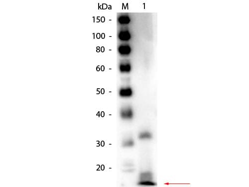 Ribonuclease A / RNASE1 Antibody (Liquid, Biotin)