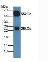 Polyclonal Rabbit Anti-Mouse IgG Secondary Antibody (WB)