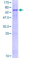 Human ATP6AP1 Protein (Recombinant GST)