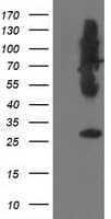 SNAP25 Antibody (clone OTI4F3, Carrier-free)