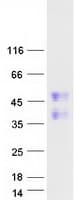 Human FAM122A Protein (Recombinant Myc-DDK (Flag))