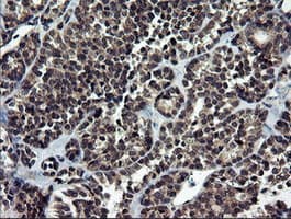 NEK11 Antibody (clone OTI5D9, Carrier-free)