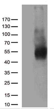 CD80 Antibody (clone OTI7D6)