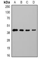 GAP43 Antibody
