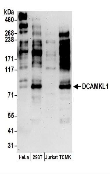 IHC-plus™ Polyclonal Rabbit anti-Human DCLK / DCLK1 Antibody (aa690-740, IHC, WB)