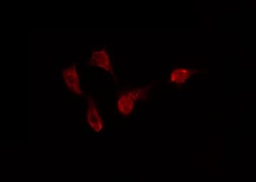 Cytokine IK Antibody