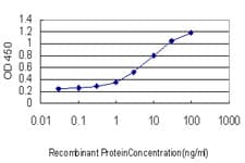 SSBP1 / mtSSB Antibody (clone 4C1)