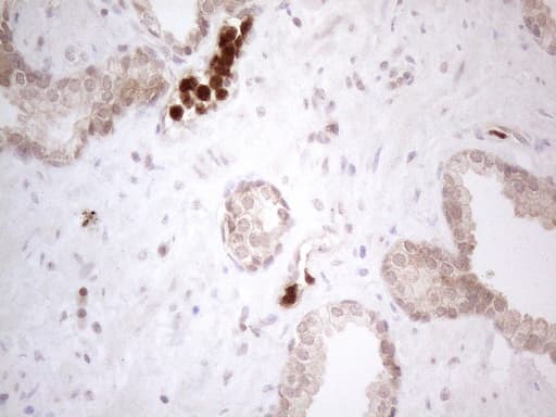 Monoclonal Mouse anti-Human SPATA22 Antibody (clone OTI6H9, IHC, WB)