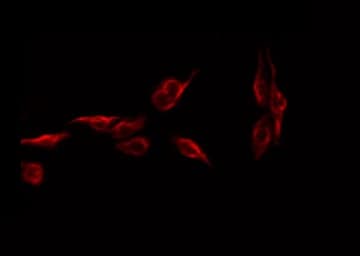 NKX6-1 Antibody