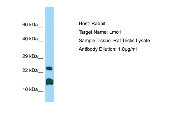 LMO1 Antibody (C-Terminus)