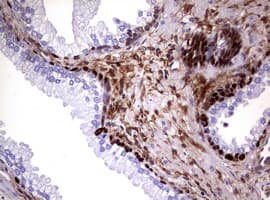 GSTP1 / GST Pi Antibody (clone OTI4B6, Carrier-free)