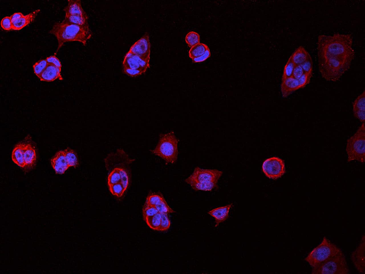 CD98 Antibody (clone 01, Preservative Free)