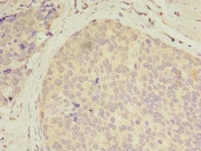 IHC-plus™ CXCL6 Antibody