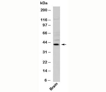 Polyclonal Rabbit anti-Human VIPERIN / RSAD2 Antibody (N-Terminus, WB)
